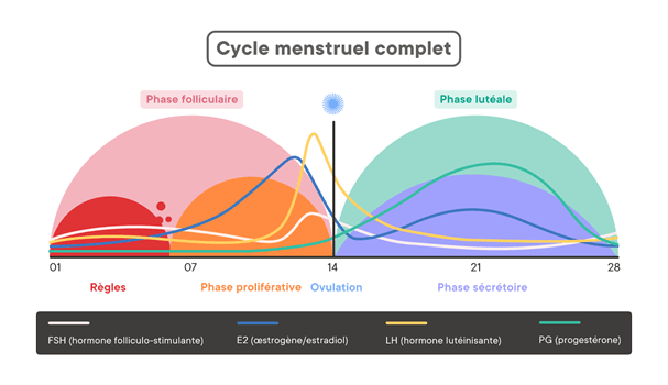 Cycle mentruel complet.