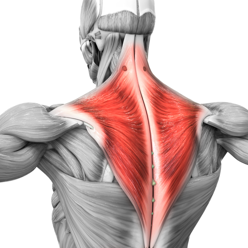 Muscle trapèze
3D Illustration Concept of Human Muscular System Parts Trapezius Muscle Anatomy